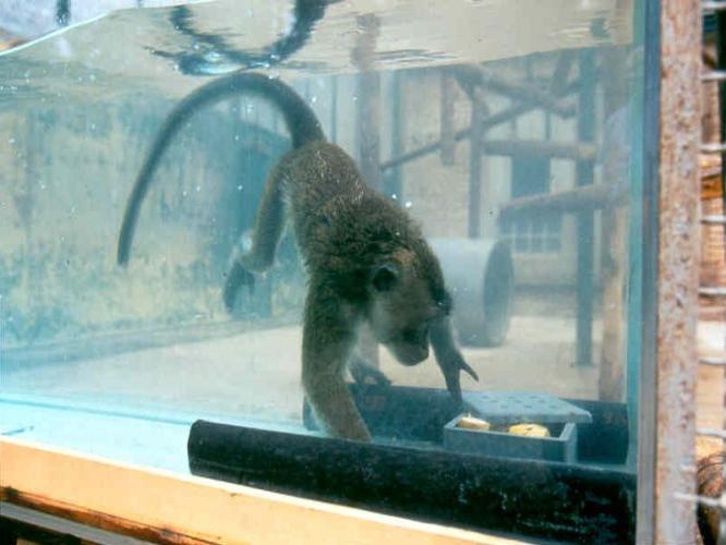 Enrichment | Macaques